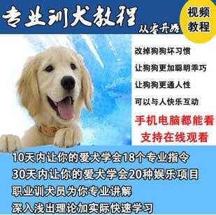 唐伟敏训犬教程-训狗教程，专业训狗视频教程 - 中创网-中创网